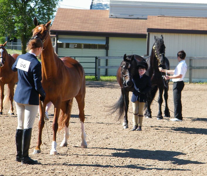 Friesian Heritage Horse Show